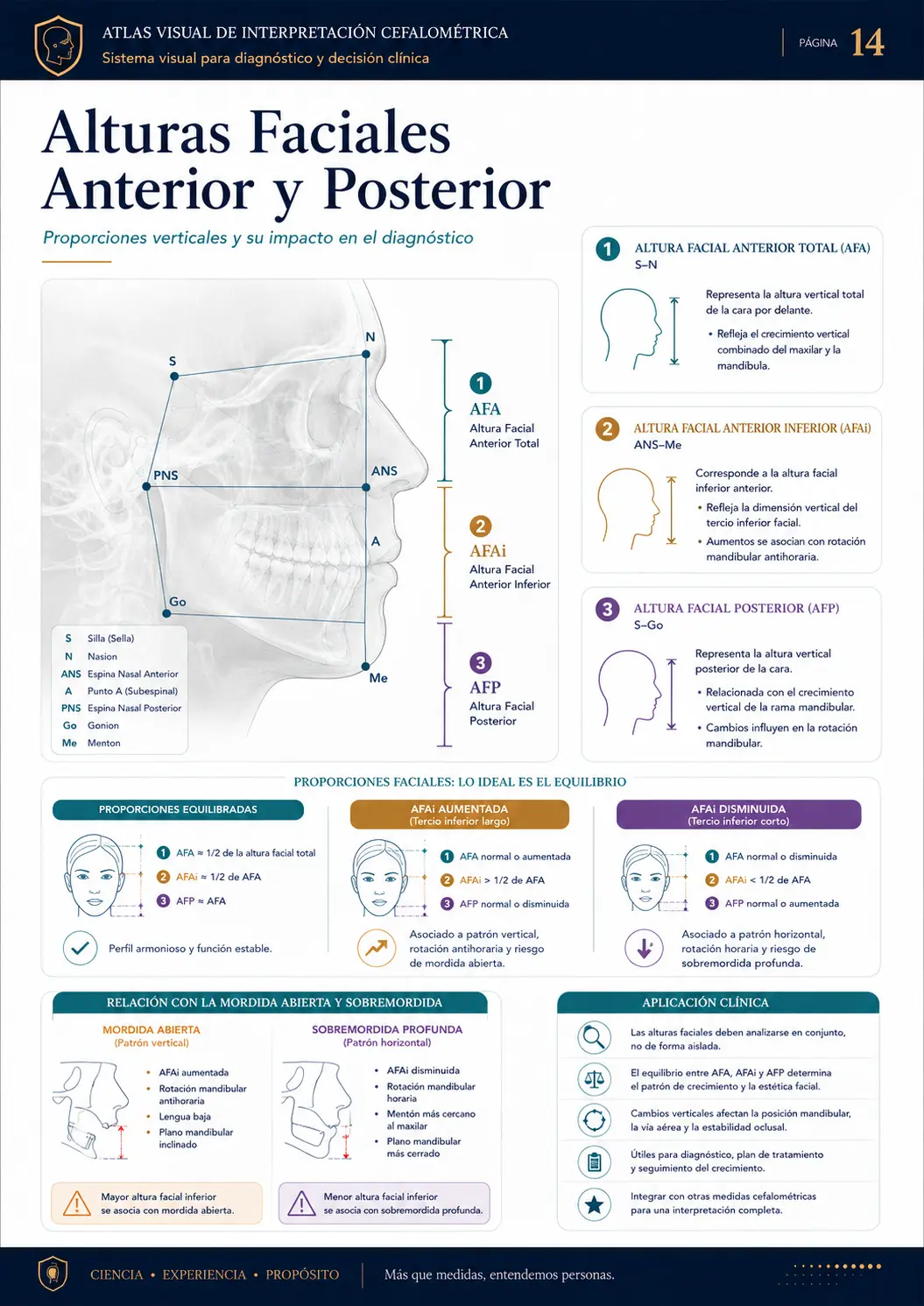 Alturas Faciales Anterior y Posterior